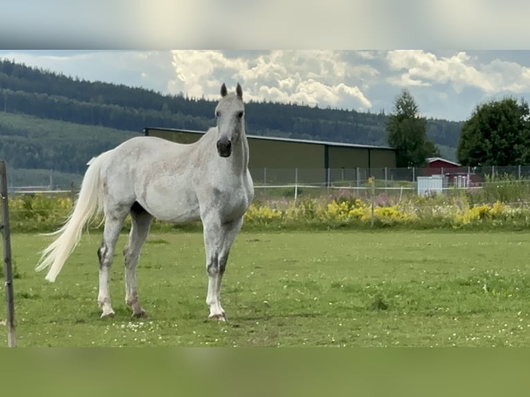 Koń westfalski Wałach 10 lat 183 cm Siwa jabłkowita in Borlänge