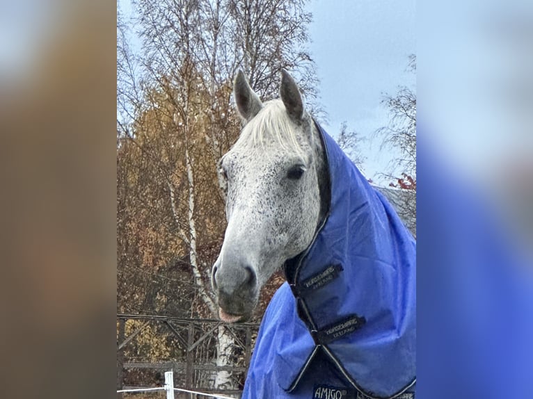 Koń westfalski Wałach 10 lat 183 cm Siwa jabłkowita in Borlänge