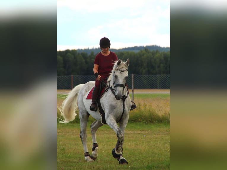 Koń westfalski Wałach 10 lat 183 cm Siwa jabłkowita in Borlänge