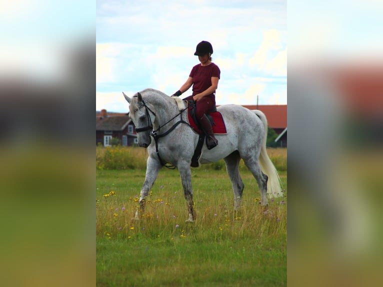 Koń westfalski Wałach 10 lat 183 cm Siwa jabłkowita in Borlänge