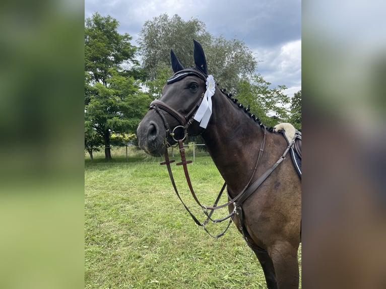 Koń westfalski Wałach 11 lat 166 cm Kara in Neuried