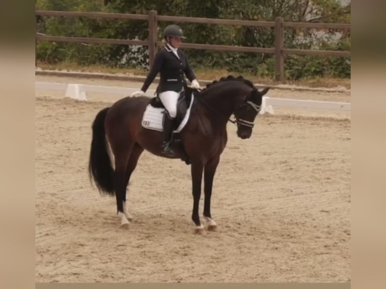 Koń westfalski Wałach 11 lat 170 cm Ciemnogniada in Münster