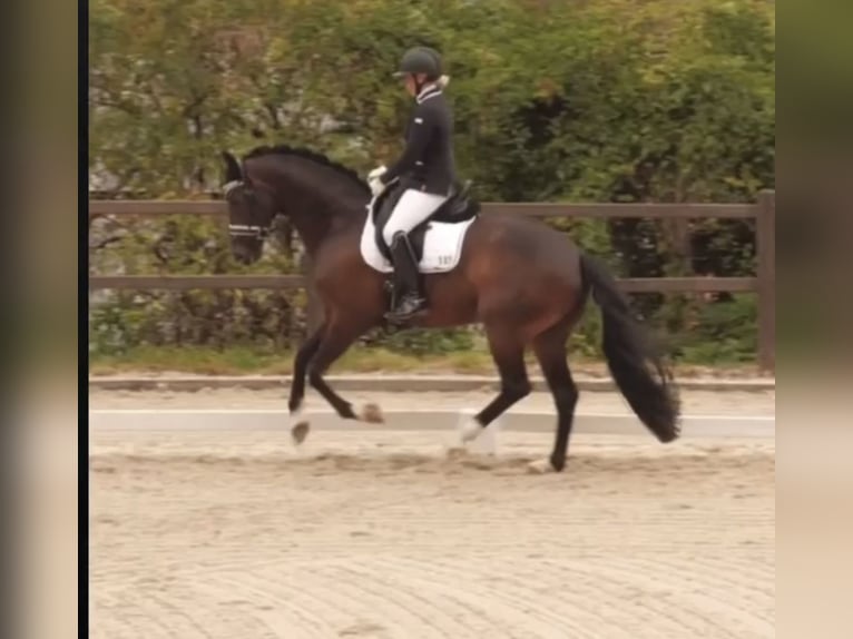 Koń westfalski Wałach 11 lat 170 cm Ciemnogniada in Münster