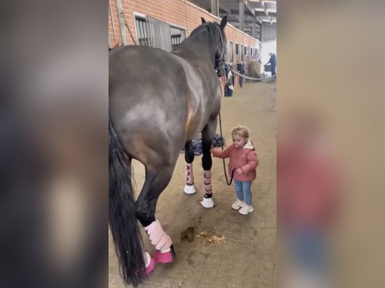 Koń westfalski Wałach 11 lat 170 cm Ciemnogniada in Münster