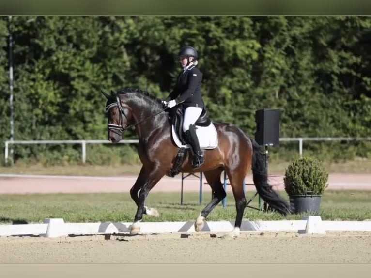 Koń westfalski Wałach 11 lat 170 cm Ciemnogniada in Münster