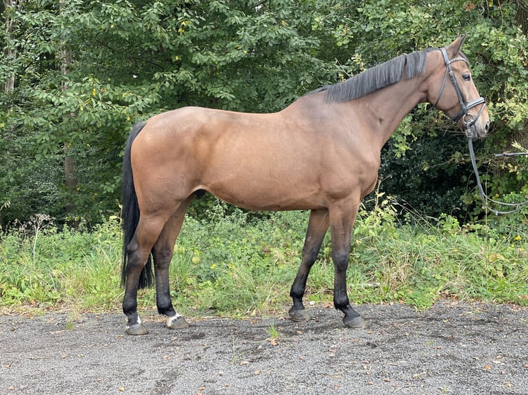 Koń westfalski Wałach 11 lat 170 cm Gniada in Overath