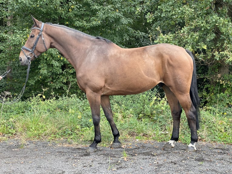 Koń westfalski Wałach 11 lat 170 cm Gniada in Overath