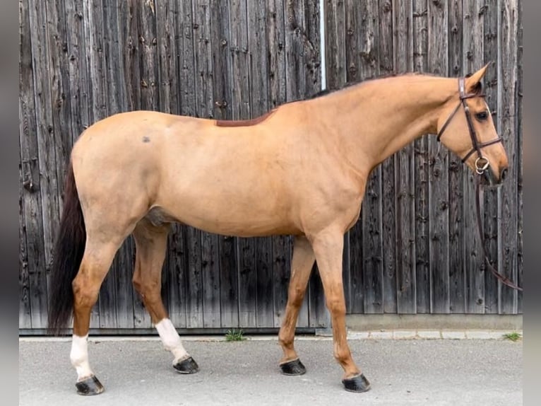 Koń westfalski Wałach 11 lat 172 cm Ciemnokasztanowata in Walldorf