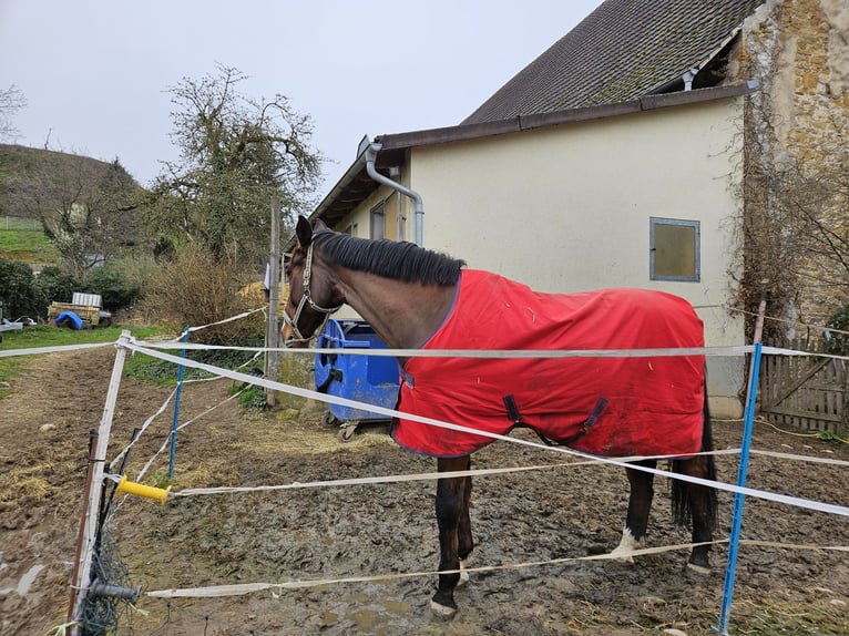 Koń westfalski Wałach 11 lat 173 cm Gniada in Buggingen