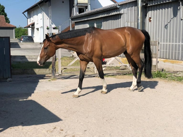 Koń westfalski Wałach 11 lat 173 cm Gniada in Hechingen