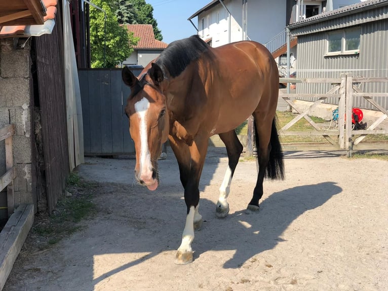 Koń westfalski Wałach 11 lat 173 cm Gniada in Hechingen