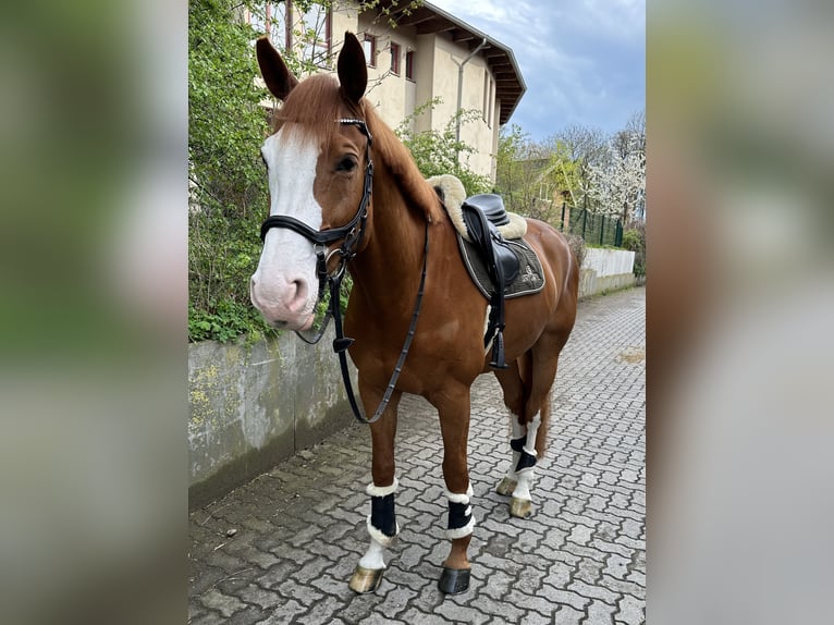 Koń westfalski Wałach 11 lat 174 cm Kasztanowata in Hamburg