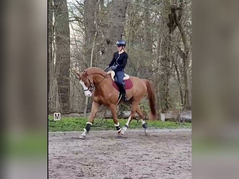 Koń westfalski Wałach 11 lat 174 cm Kasztanowata in Hamburg