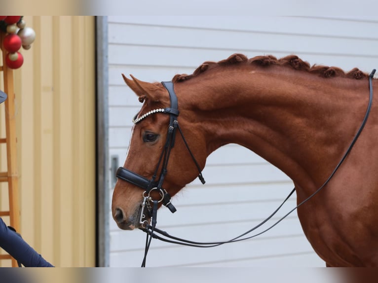 Koń westfalski Wałach 11 lat 175 cm Kasztanowata in Erftstadt