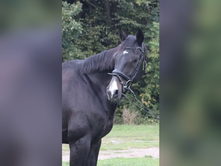 Koń westfalski Wałach 12 lat 165 cm Ciemnogniada in Legden