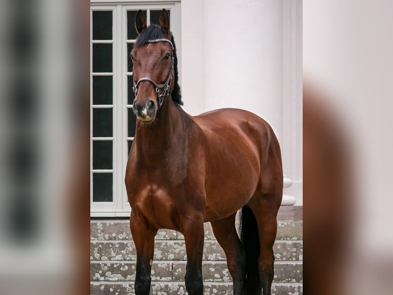 Koń westfalski Wałach 12 lat 167 cm Gniada in Kaufungen