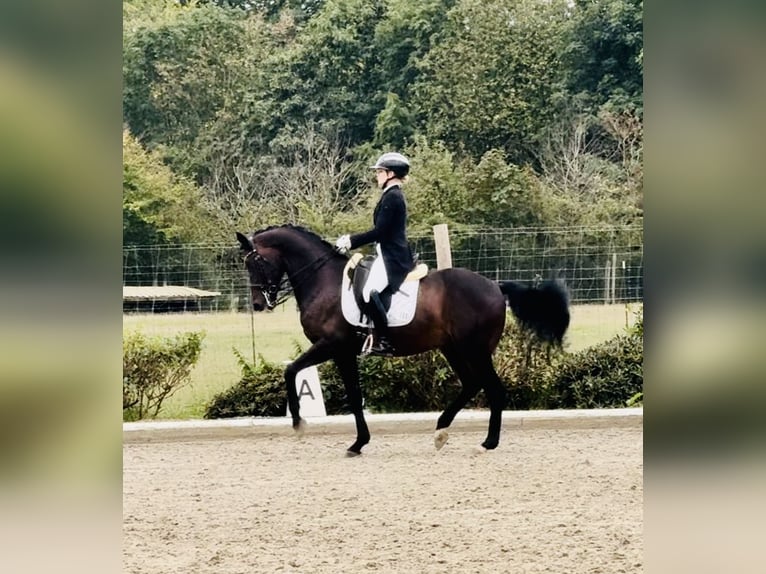 Koń westfalski Wałach 12 lat 168 cm Ciemnogniada in Bönen