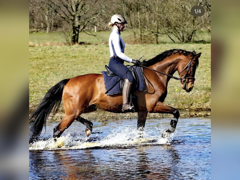 Koń westfalski Wałach 12 lat 168 cm Gniada in Bönen