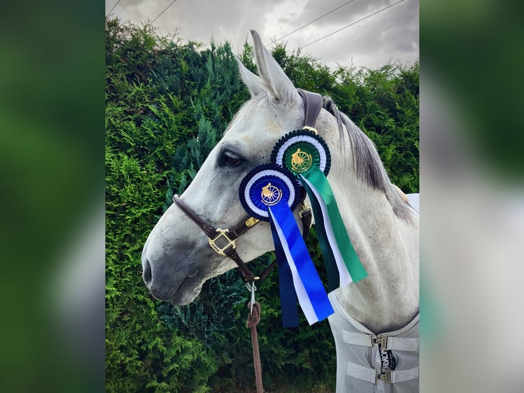 Koń westfalski Wałach 12 lat 168 cm Siwa in Limburg an der Lahn