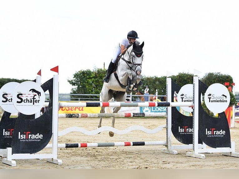 Koń westfalski Wałach 12 lat 168 cm Siwa in Limburg an der Lahn