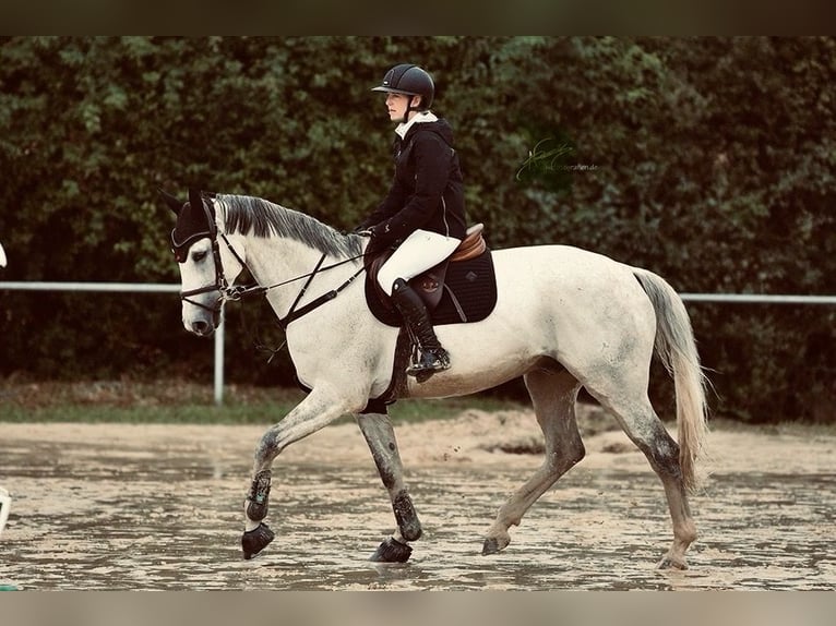 Koń westfalski Wałach 12 lat 168 cm Siwa in Limburg an der Lahn