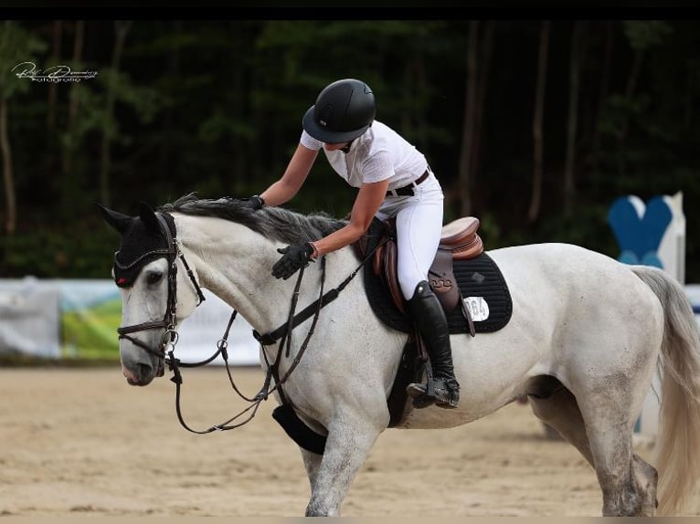 Koń westfalski Wałach 12 lat 168 cm Siwa in Limburg an der Lahn