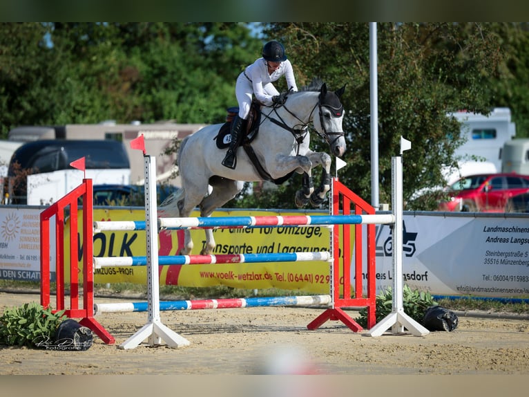 Koń westfalski Wałach 12 lat 168 cm Siwa in Limburg an der Lahn