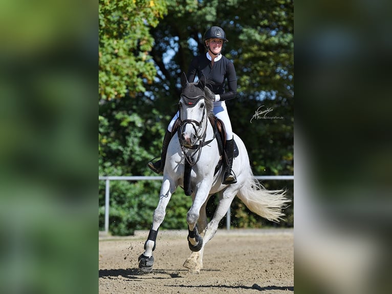 Koń westfalski Wałach 12 lat 168 cm Siwa in Limburg an der Lahn