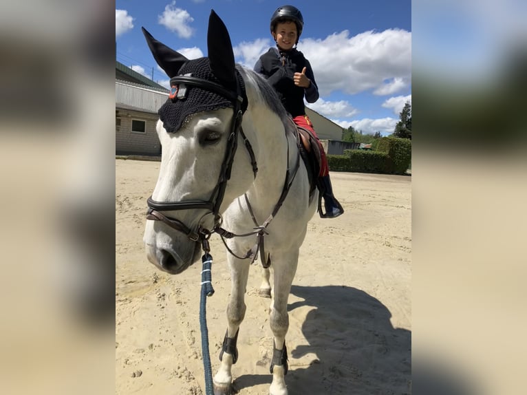 Koń westfalski Wałach 12 lat 168 cm Siwa in Limburg an der Lahn