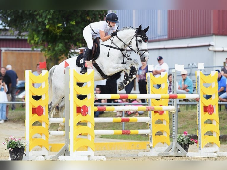 Koń westfalski Wałach 12 lat 168 cm Siwa in Limburg an der Lahn