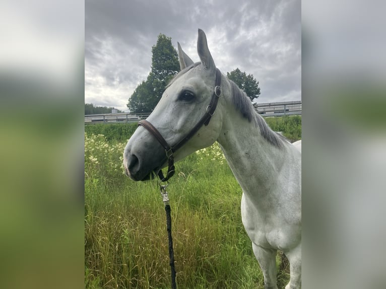 Koń westfalski Wałach 12 lat 168 cm Siwa in Limburg an der Lahn