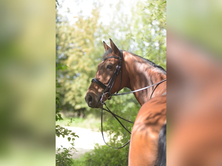 Koń westfalski Wałach 12 lat 170 cm Jasnogniada in Rosendahl