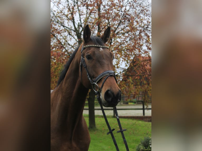 Koń westfalski Wałach 12 lat 170 cm Jasnogniada in Rosendahl