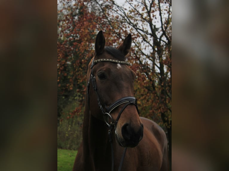 Koń westfalski Wałach 12 lat 170 cm Jasnogniada in Rosendahl