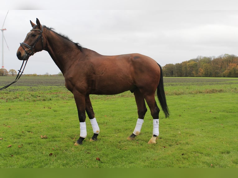 Koń westfalski Wałach 12 lat 170 cm Jasnogniada in Rosendahl