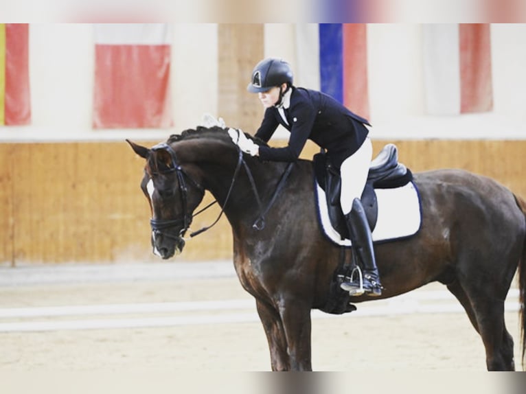 Koń westfalski Wałach 12 lat 175 cm Ciemnokasztanowata in Hagen