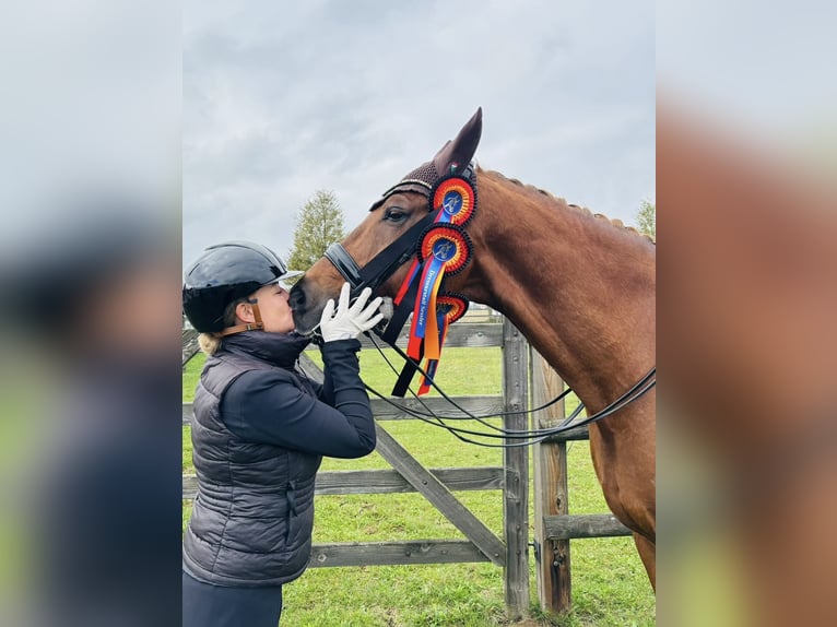 Koń westfalski Wałach 12 lat 175 cm Kasztanowata in Goldkronach