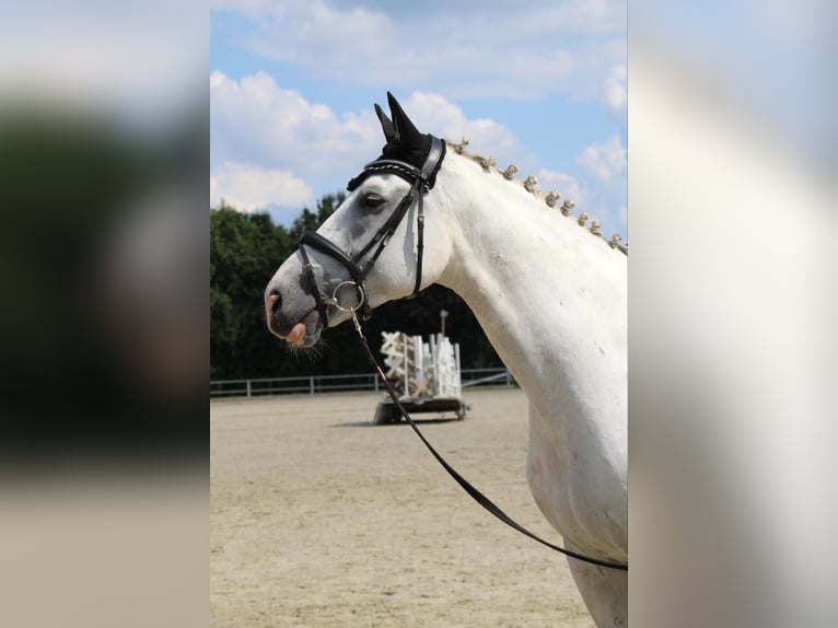 Koń westfalski Wałach 12 lat 175 cm Siwa in Berne