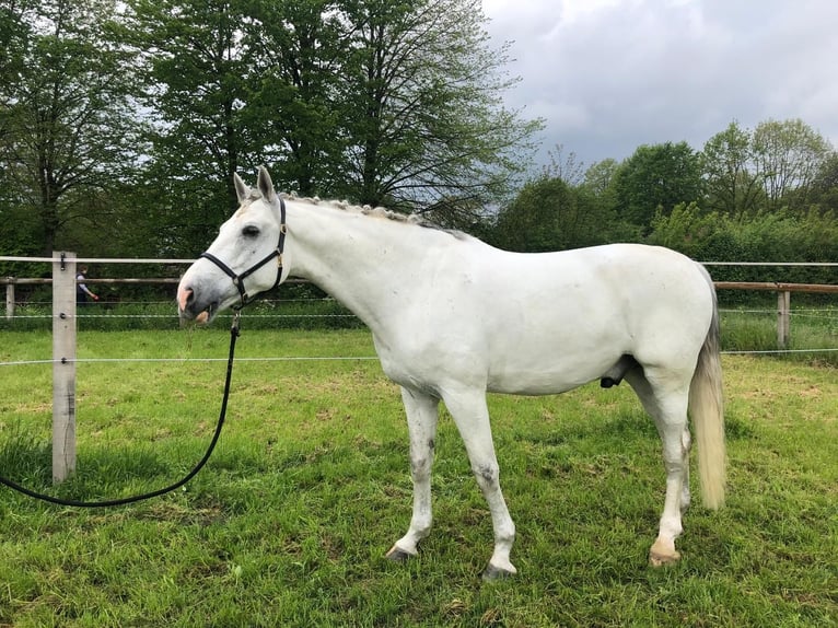 Koń westfalski Wałach 12 lat 175 cm Siwa in Berne