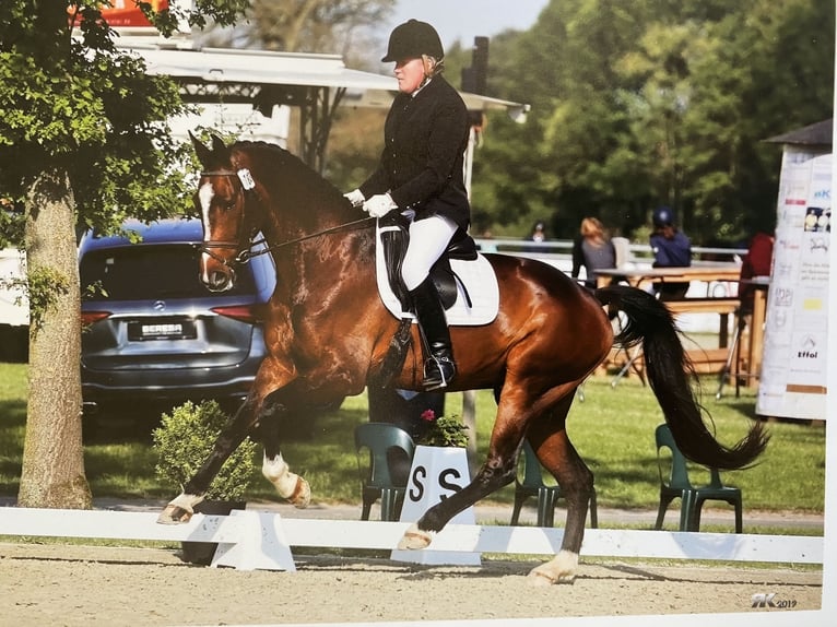 Koń westfalski Wałach 12 lat 178 cm Ciemnogniada in Billerbeck