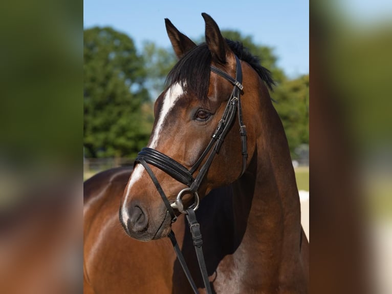 Koń westfalski Wałach 12 lat 178 cm Ciemnogniada in Billerbeck