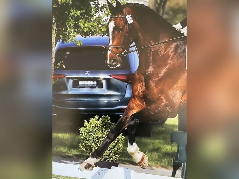 Koń westfalski Wałach 12 lat 178 cm Ciemnogniada in Billerbeck