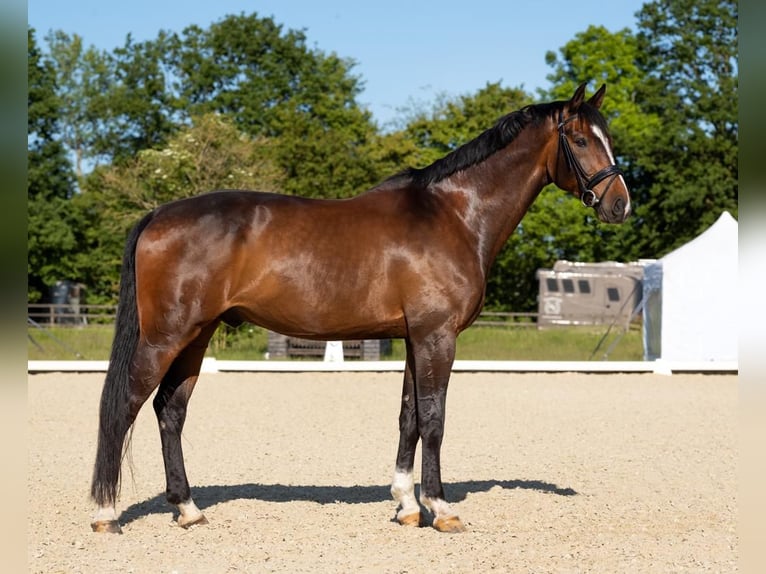 Koń westfalski Wałach 12 lat 178 cm Ciemnogniada in Billerbeck