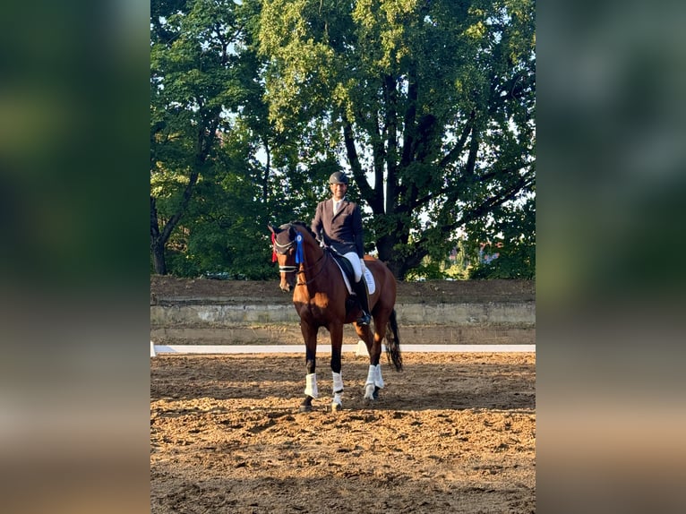 Koń westfalski Wałach 12 lat 178 cm Gniada in Sulzbach am Main