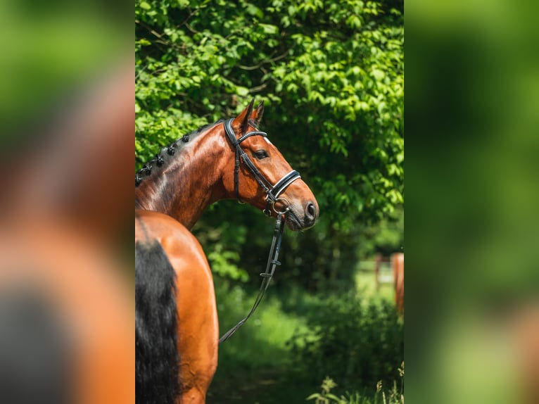 Koń westfalski Wałach 12 lat 178 cm Gniada in Sulzbach am Main