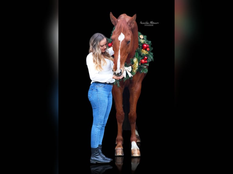 Koń westfalski Wałach 12 lat 178 cm Kasztanowata in Langenfeld