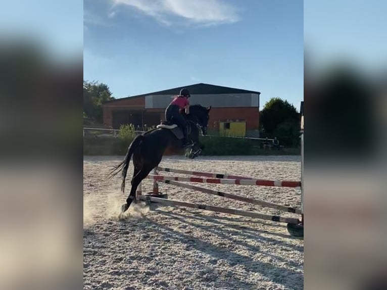 Koń westfalski Wałach 12 lat 180 cm Ciemnogniada in Bad Hersfeld