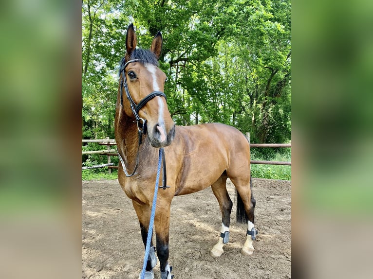 Koń westfalski Wałach 12 lat 180 cm Gniada in Mechernich