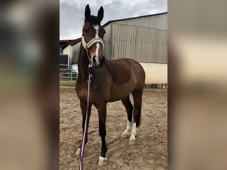 Koń westfalski Wałach 12 lat 180 cm Gniada in Mechernich