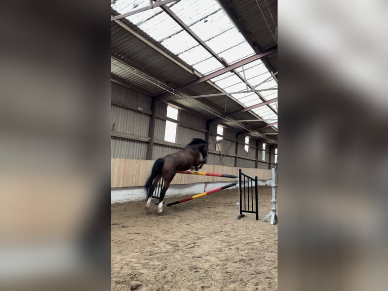 Koń westfalski Wałach 12 lat 180 cm Gniada in Mechernich